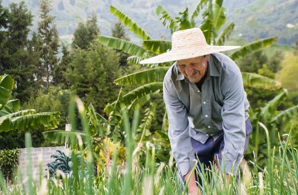 Hombre mayor con sombrero inclinado entre un sembrado y al fondo matas de plátano